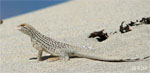 Photo of a fringe-toed lizard in the desert